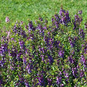 Angelonia angustifolia 'Purple'