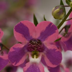 Angelonia angustifolia 'Spreading Berry Sparkler'