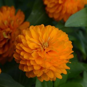 Zinnia marylandica 'Bright Orange'