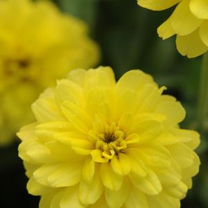 Zinnia marylandica 'Yellow'