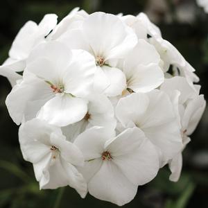 Pelargonium 'White'