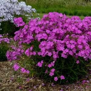Phlox 'Opening Act Ultrapink'