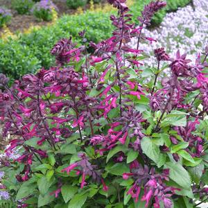 Salvia 'Love and Wishes'