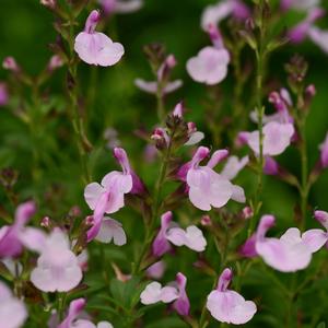 Salvia greggii 'Soft Pink'