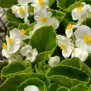 Begonia semperflorens 'White'