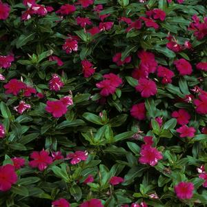 Catharanthus roseus 'Pacifica Red'