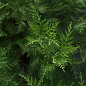 Artemisia gmelinii 'SunFern Olympia'