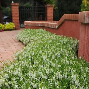 Angelonia angustifolia 'White'