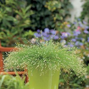 Scirpus cernuus 'Fiber Optic Grass'