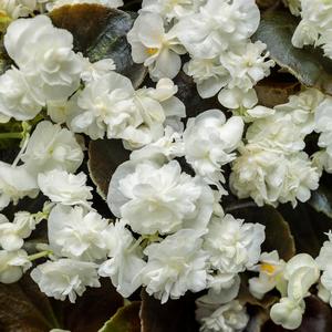 Begonia semperflorens 'Double Up White'