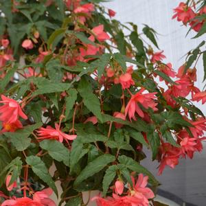 Begonia 'Pink'