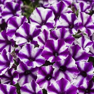 Petunia 'Violet Star Charm'