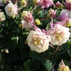 Aquilegia vulgaris 'Double Rose & White'