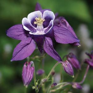Aquilegia vulgaris 'Purple & White'