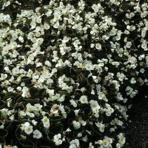 Begonia semperflorens 'Senator White'
