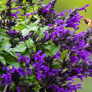 Salvia x guaranitica 'Hummingbird Falls'