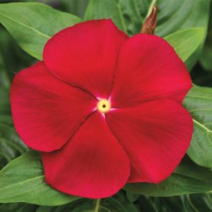 Catharanthus roseus 'Red'