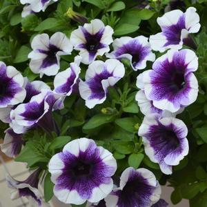Petunia 'Purple Halo'