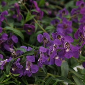 Angelonia angustifolia 'Spreading Dark Purple'