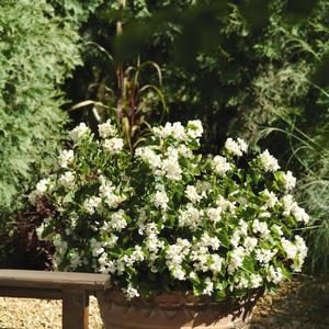 Begonia 'White'