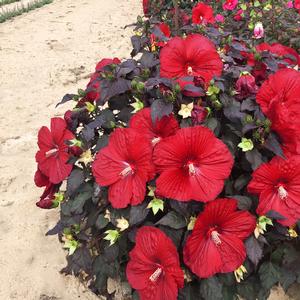 Hibiscus 'Holy Grail'