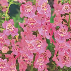 Angelonia 'Perfectly Pink'