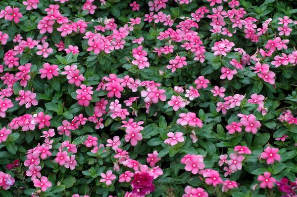 Catharanthus roseus 'Shell Pink' Vinca, Periwinkle from King's Greenhouse