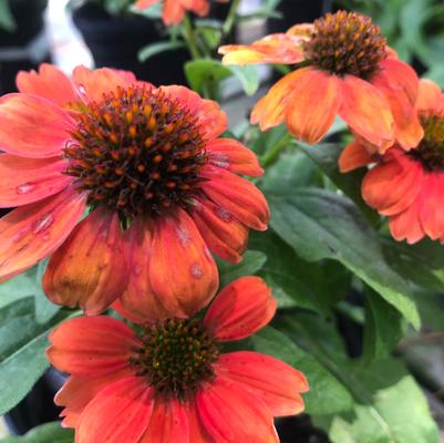 Echinacea 'Sombrero™ Salsa Red'