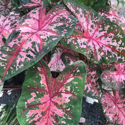 Caladium 