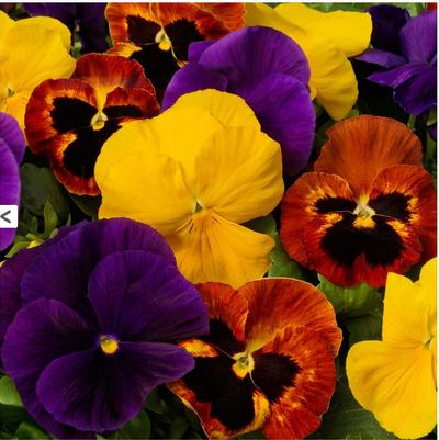 Pansy 