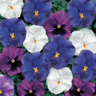 Pansy 