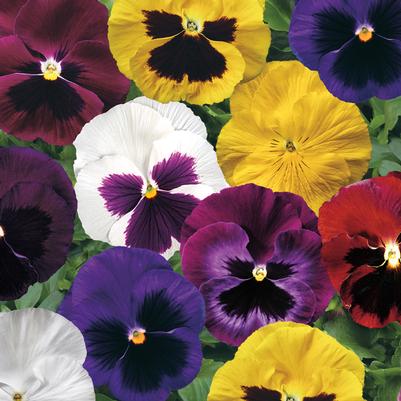 Pansy 