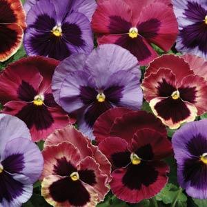 Pansy 