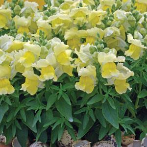 Antirrhinum majus 