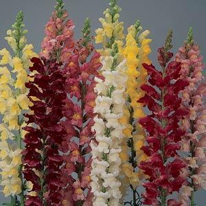 Antirrhinum majus 'Mix'