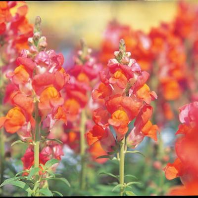 Antirrhinum majus 