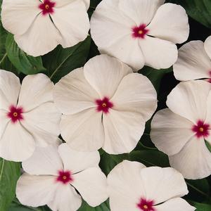 Catharanthus roseus 'Polka Dot'