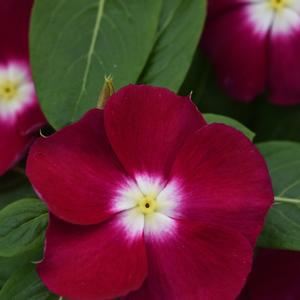 Catharanthus roseus 'Mediterranean Burgundy Halo'