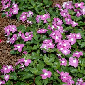 Catharanthus roseus 'Lavender w/eye'