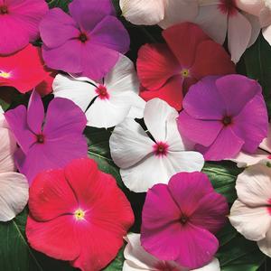 Catharanthus roseus 'Mix'