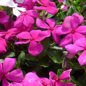 Catharanthus roseus 'Violet'