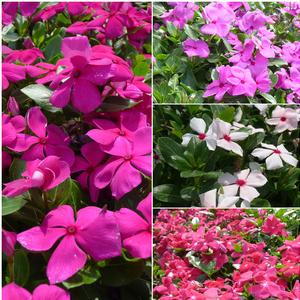 Catharanthus roseus 'Mix'