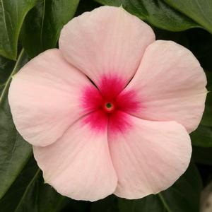 Catharanthus roseus 'Apricot'