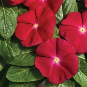 Catharanthus roseus 'Cherry'