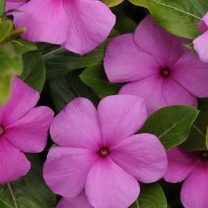 Catharanthus roseus 'Lilac'