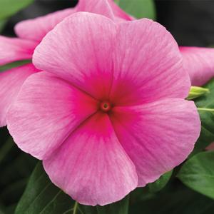 Catharanthus roseus 'Strawberry'