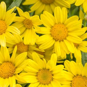 Argyranthemum frutescens 'Golden Butterfly'