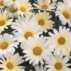 Argyranthemum frutescens 'Vanilla Butterfly'