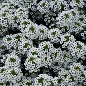 Lobularia 'Snow Princess®'