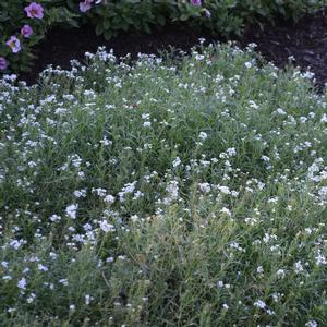 Lobularia 'White Knight®'